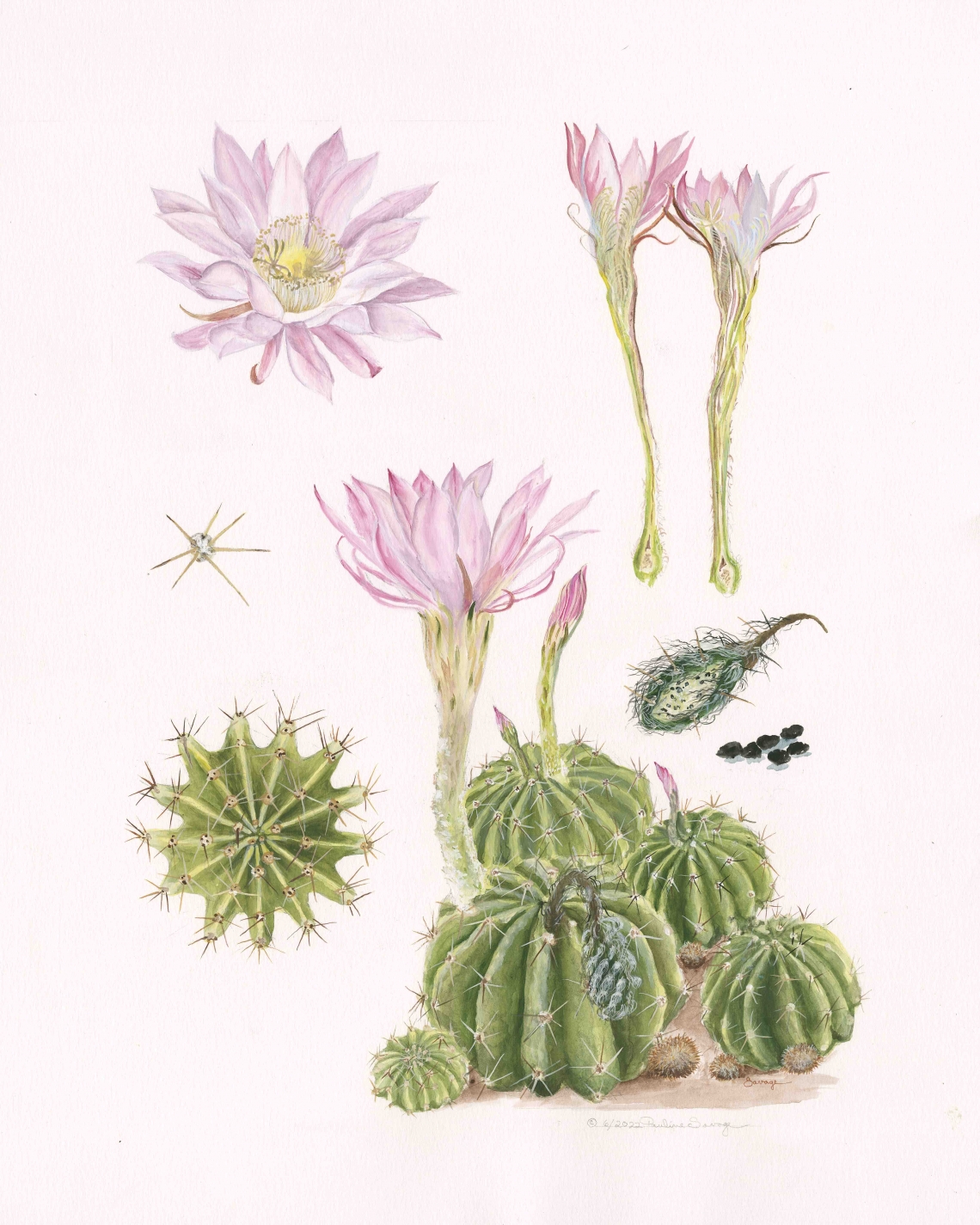 Easter lily cactus by local artist Pauline Savage Illustration of a cactus and its beautiful pink flowers
